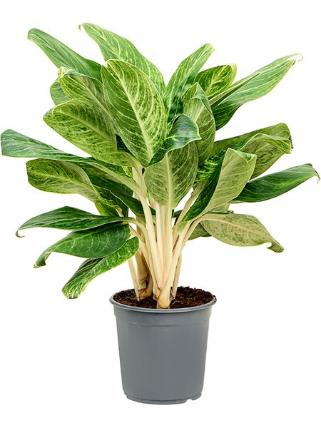 Aglaonema 'King of Siam', Tuff, im 24cm Topf, H�he 65cm, Breite 40cm