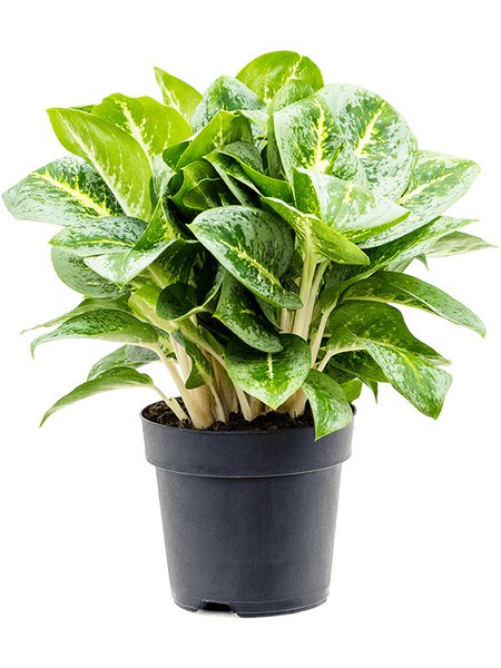 Aglaonema 'Lemon Mint', im 19cm Topf, H�he 45cm, Breite 35cm