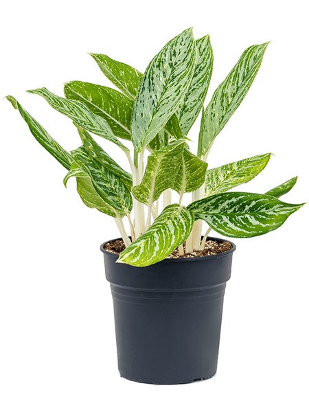 Aglaonema 'Madonna', Tuff, im 24cm Topf, H�he 65cm, Breite 50cm