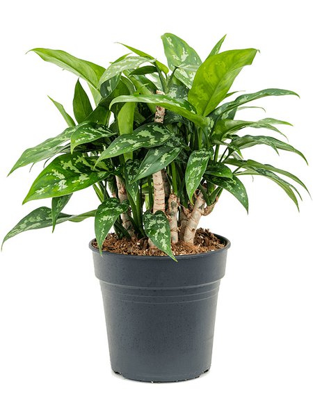 Aglaonema 'Maria', Tuff, im 19cm Topf, H�he 35cm, Breite 40cm