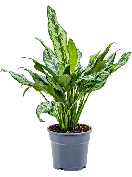 Aglaonema 'Miss Julliete', Tuff, im 17cm Topf, H�he 50cm, Breite 30cm