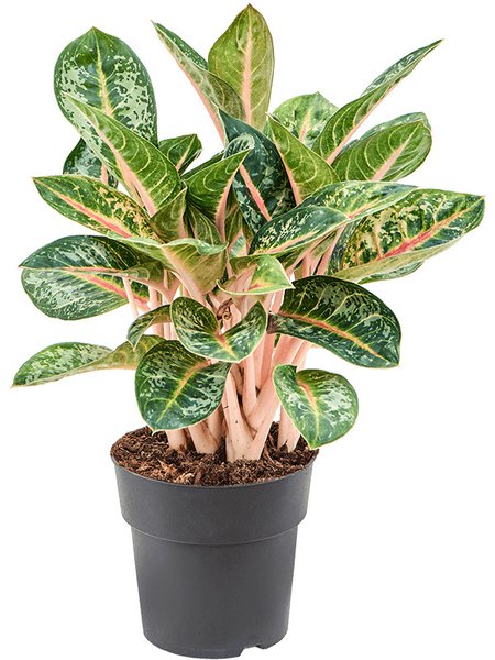 Aglaonema 'Orange Flame', Tuff, im 19cm Topf, H�he 50cm, Breite 40cm