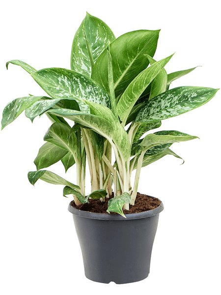 Aglaonema 'Pearl', Tuff, im 24cm Topf, H�he 70cm, Breite 40cm