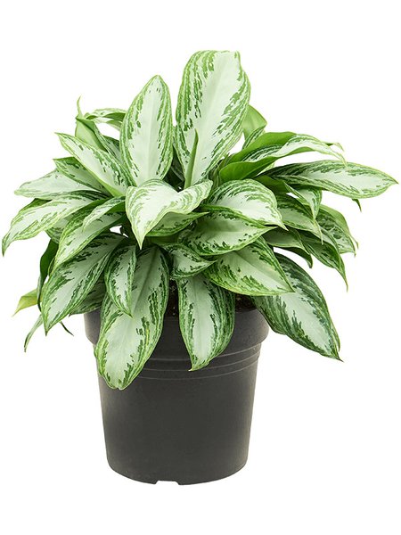 Aglaonema 'Silver Bay Compact', Busch, im 21cm Topf, H�he 50cm, Breite 50cm