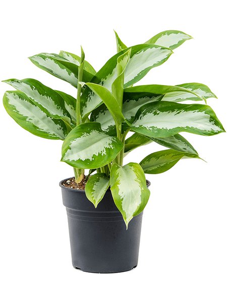 Aglaonema 'Silver Moon', Tuff, im 21cm Topf, H�he 40cm, Breite 35cm