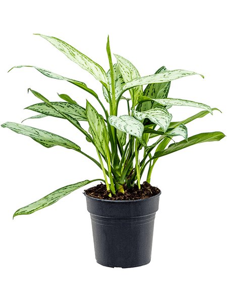 Aglaonema 'Silver Queen', Tuff, im 19cm Topf, H�he 50cm, Breite 30cm