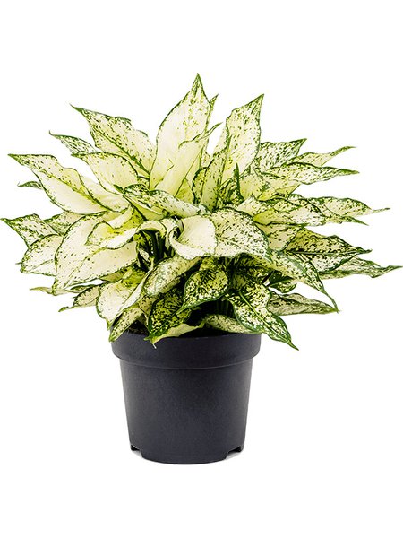 Aglaonema 'White Kiwi', Tuff, im 19cm Topf, H�he 45cm, Breite 45cm