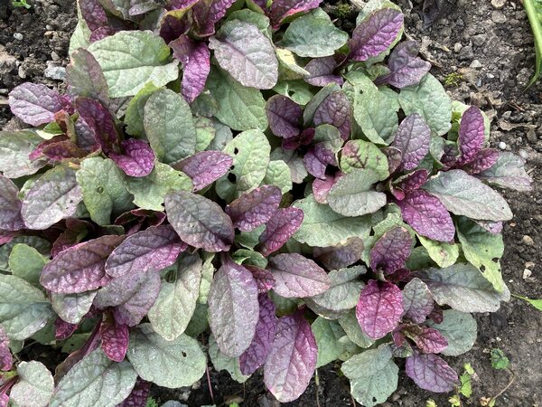 Ajuga reptans 'Burgundy Glow', bugle rampante panach&eacute;e