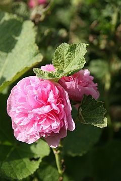 Alcea rosea 'Pleniflora' rosa