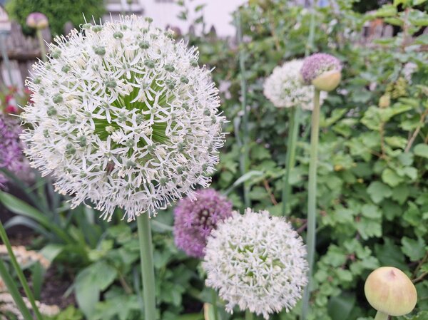 Allium 'Mount Everest', ail d&rsquo;ornement blanc