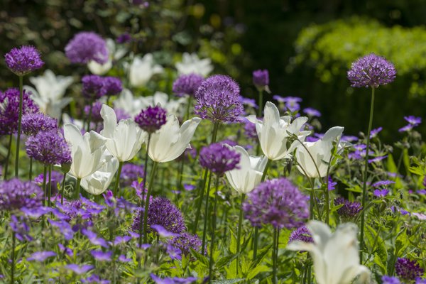 Massif avec ails d&rsquo;ornement 'Purple Sensation' et tulipes blanches