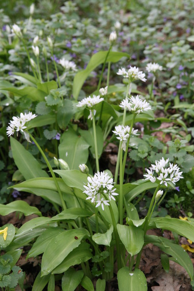 B�rlauchpflanzen, Allium ursinum