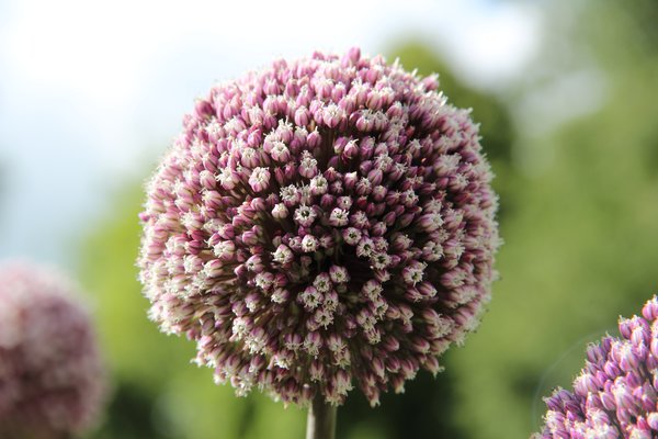 Ail d&rsquo;ornement &agrave; fleurs sph&eacute;riques