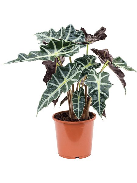 Alocasia 'Polly', Tuff, im 17cm Topf, H�he 45cm, Breite 35cm