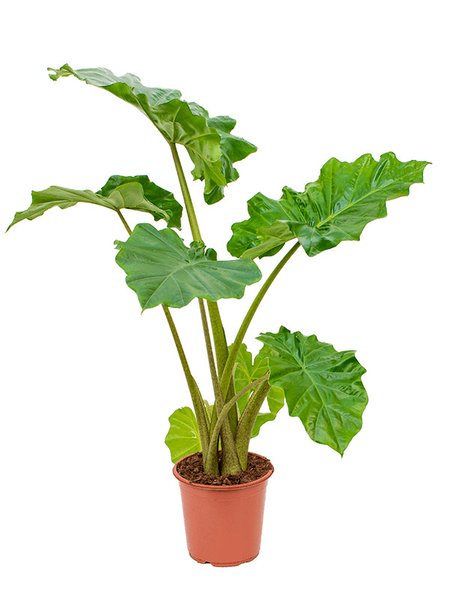 Alocasia 'Portodora', Tuff, im 21cm Topf, H�he 90cm, Breite 70cm