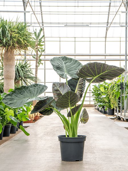 Alocasia 'Regal Shields', im 35cm Topf, H�he 125cm, Breite 90cm