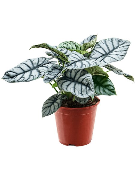 Alocasia 'Silver Dragon', Busch, im 19cm Topf, H�he 45cm, Breite 40cm