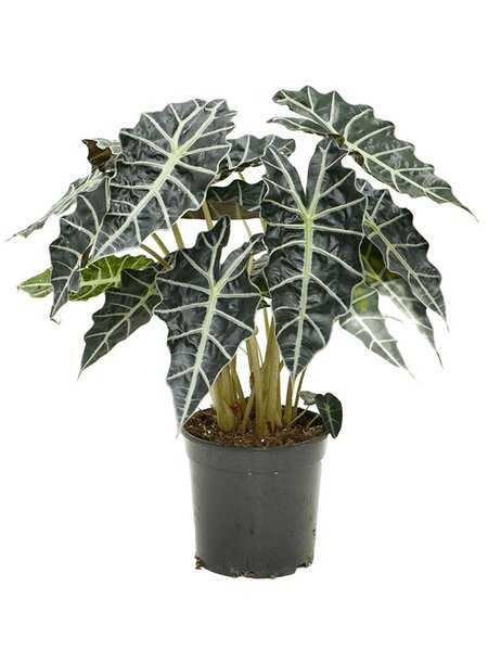 Alocasia amazonica 'Darf', Busch, im 21cm Topf, H�he 60cm, Breite 45cm