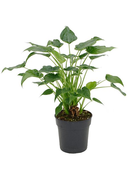 Alocasia cucullata 'Aurea', Multi Stamm, im 24cm Topf, H�he 80cm, Breite 60cm