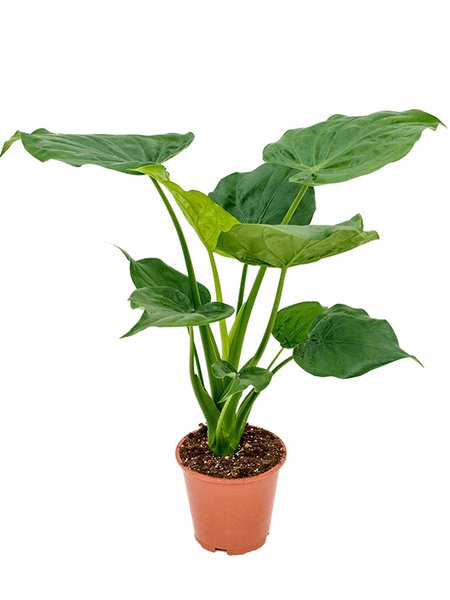 Alocasia cucullata, Busch, im 19cm Topf, H�he 60cm, Breite 55cm