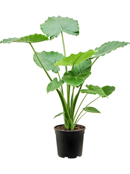 Alocasia gageana 'California', Busch, im 24cm Topf, H�he 100cm, Breite 60cm