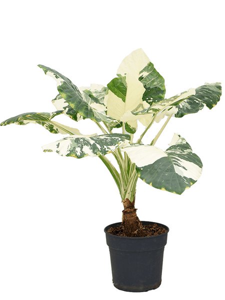 Alocasia macrorrhizos variegata, Stamm, im 34cm Topf, H�he 130cm, Breite 120cm