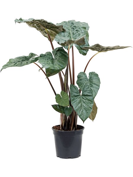 Alocasia sarawakensis 'Yucatan princess', Busch, im 24cm Topf, H�he 120cm, Breite 90cm