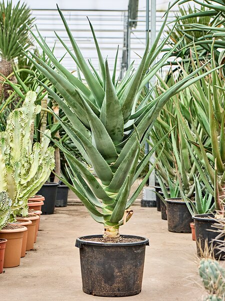 Aloe 'Hercules' (140-160), Stamm, im 42cm Topf, H�he 150cm, Breite 80cm