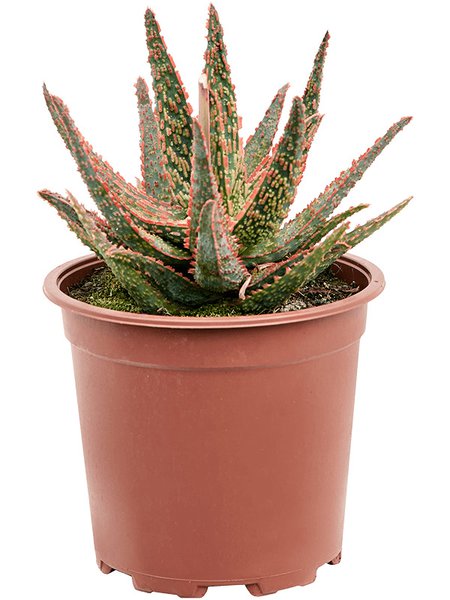 Aloe 'Pink Blush', im 17cm Topf, H�he 25cm, Breite 22cm