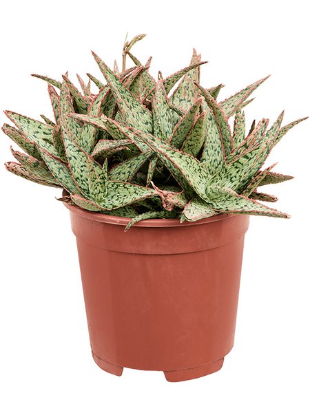Aloe 'Vito', im 17cm Topf, H�he 25cm, Breite 22cm