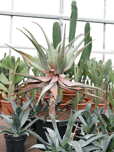 Aloe comosa, Stamm, im 38cm Topf, H�he 110cm, Breite 80cm