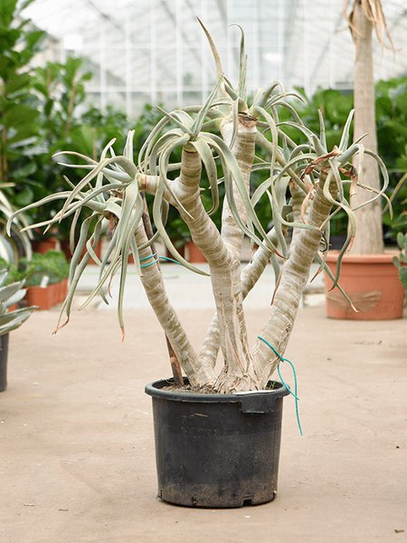 Aloe dichotoma, Stamm verzweight, im 40cm Topf, H�he 110cm, Breite 100cm