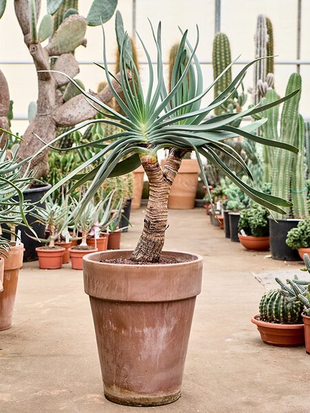Aloe plicatilis (90-110), Stamm verzweight, im 35cm Topf, H�he 100cm, Breite 65cm