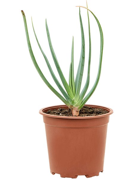 Aloe plicatilis, im 17cm Topf, H�he 30cm, Breite 20cm
