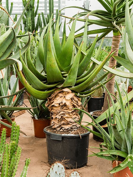 Aloe tomentosa (100-120), Stamm, im 36cm Topf, H�he 110cm, Breite 60cm