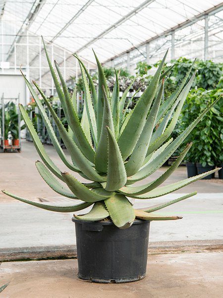 Aloe wickensii hybrid, Busch, im 45cm Topf, H�he 100cm, Breite 100cm