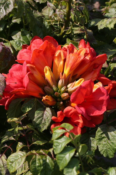 Amerikanische Trompetenblume im 2 Liter Container