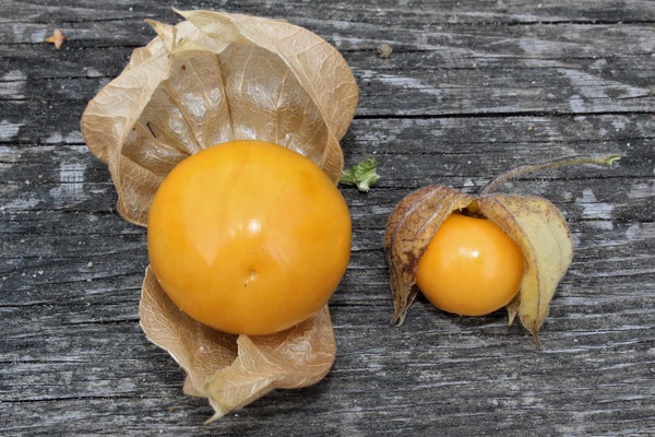 Les baies sont plus petites que les coquerets du Prou classiques, planter des physalis