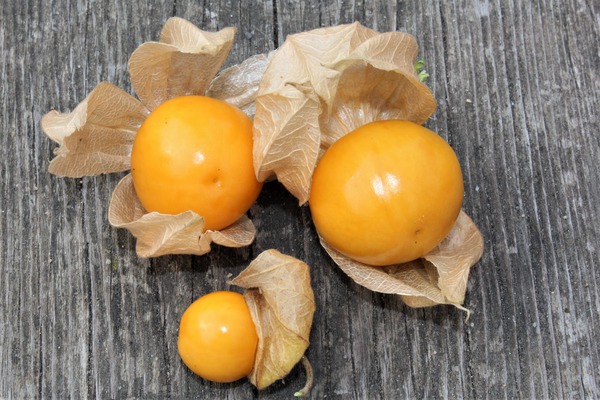 Coqueret du Prou Fruttosa - planter des physalis, lubera