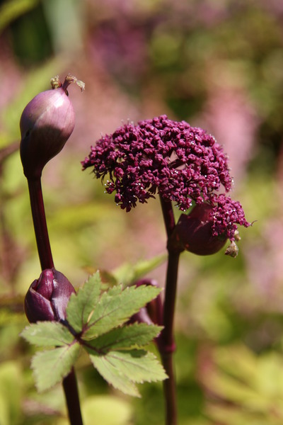Angelica gigas