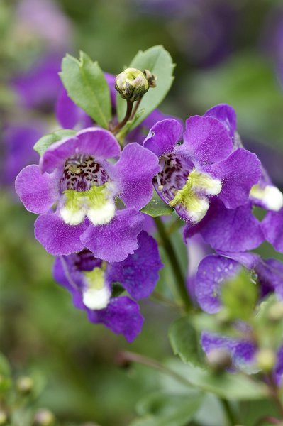 Angelonia angustifolia, Engelsgesicht, Sommer-L�wenmaul