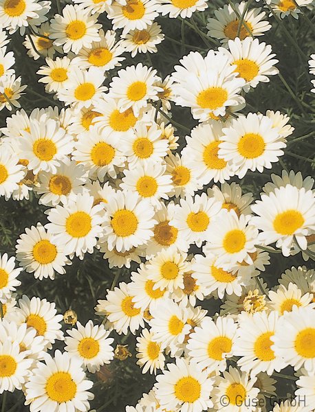 Anthemis tinctoria 'Sauce Hollandaise', F�rberkamille