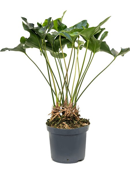 Anthurium 'Arrow', Busch, im 30cm Topf, H�he 85cm, Breite 60cm