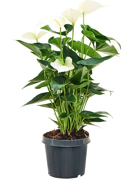 Anthurium andraeanum 'Sierra White', Busch Wei�, im 21cm Topf, H�he 60cm, Breite 40cm