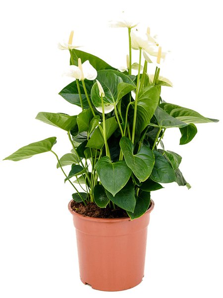 Anthurium andraeanum 'Sumi', Busch Wei�, im 27cm Topf, H�he 75cm, Breite 50cm