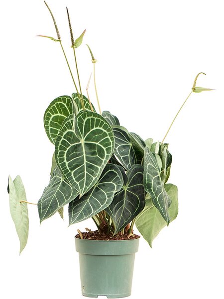 Anthurium clarinervium, Busch, im 24cm Topf, H�he 80cm, Breite 40cm
