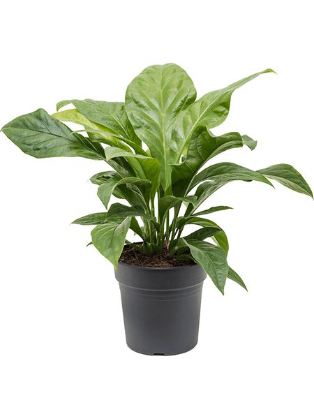 Anthurium elipticum 'Jungle Bush', Busch, im 24cm Topf, H�he 65cm, Breite 55cm