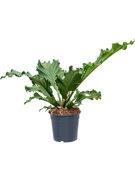 Anthurium plowmanii 'Storm', Busch, im 27cm Topf, H�he 60cm, Breite 60cm