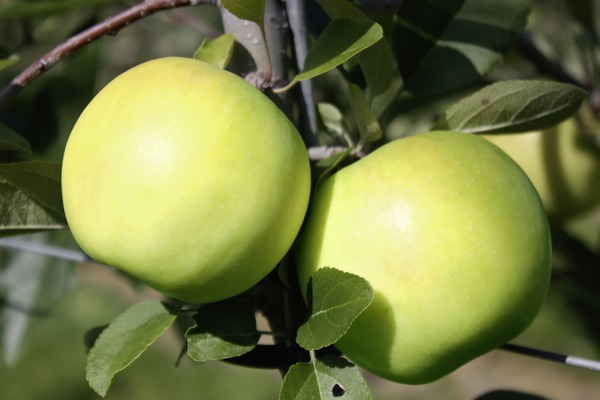 Variétés de pommes sucrées pomme Bionda Bella lubera