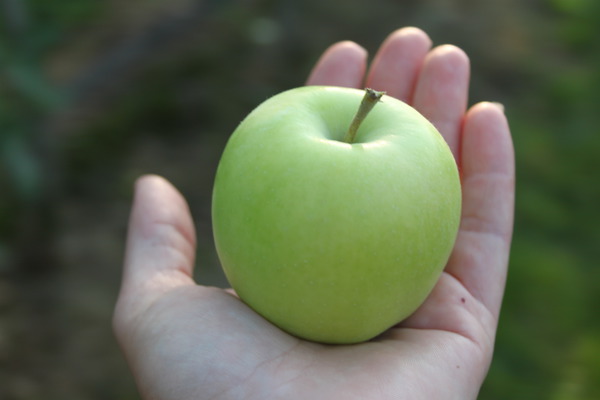Pommes bonnes pour la santé Pomme Bionda Bella Lubera